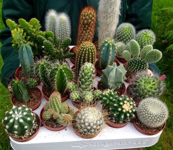 Tổng hợp các loại cây cảnh chịu nắng cực tốt tong-hop-cac-loai-cay-canh-chiu-nang-cuc-tot-1.jpg