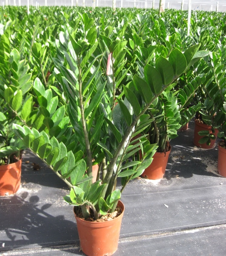 Tổng hợp các loại cây cảnh chịu nắng cực tốt tong-hop-cac-loai-cay-canh-chiu-nang-cuc-tot-10.jpg