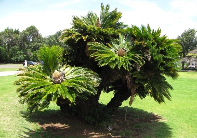 Tổng hợp các loại cây cảnh chịu nắng cực tốt tong-hop-cac-loai-cay-canh-chiu-nang-cuc-tot-11.jpg