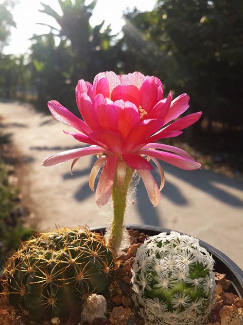 Tổng hợp các loại cây cảnh chịu nắng cực tốt tong-hop-cac-loai-cay-canh-chiu-nang-cuc-tot-2.jpg