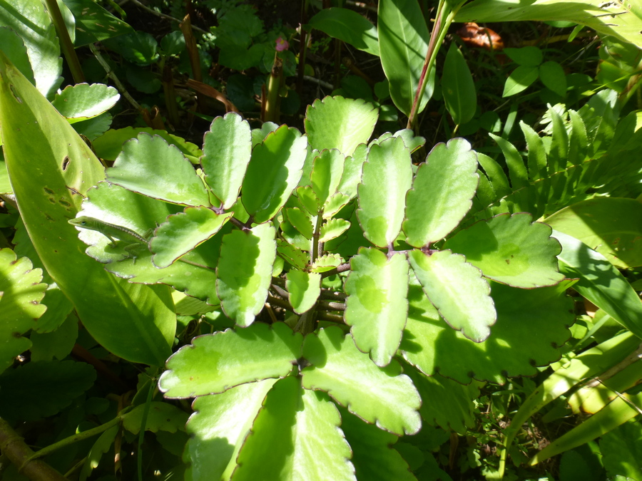 Tổng hợp các loại cây cảnh chịu nắng cực tốt tong-hop-cac-loai-cay-canh-chiu-nang-cuc-tot-5.jpeg