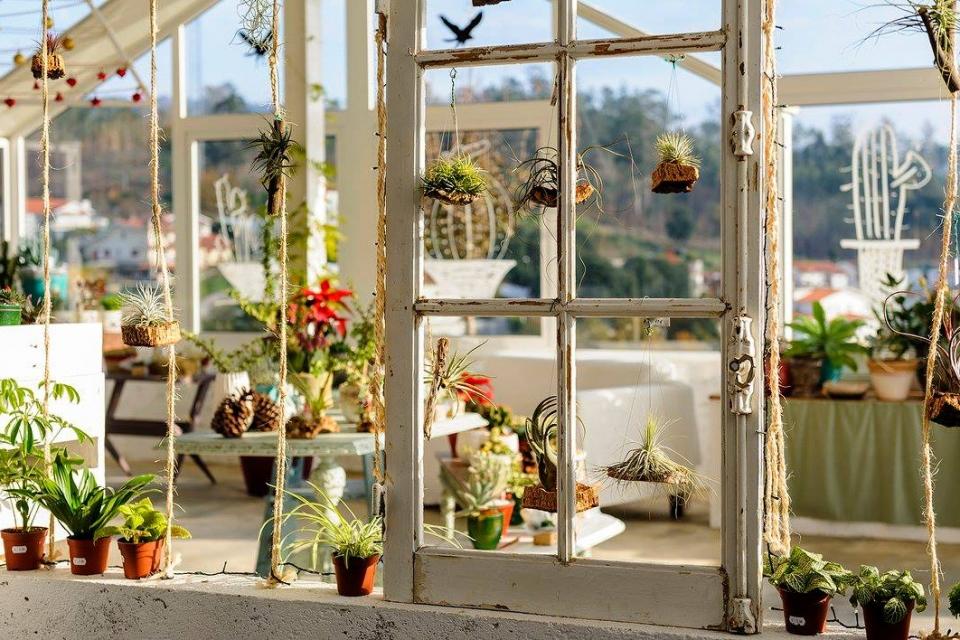 Tổng hợp các loại cây cảnh chịu nắng cực tốt tong-hop-cac-loai-cay-canh-chiu-nang-cuc-tot.jpg