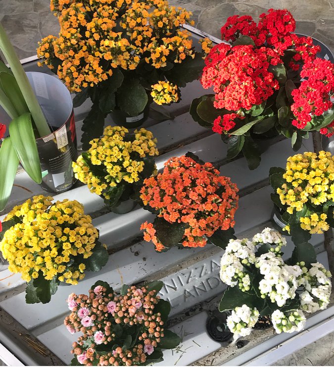 Tổng hợp các loại cây cảnh chịu nắng cực tốt tong-hop-cac-loai-cay-canh-chiu-nang-cuc-tot-6.jpg