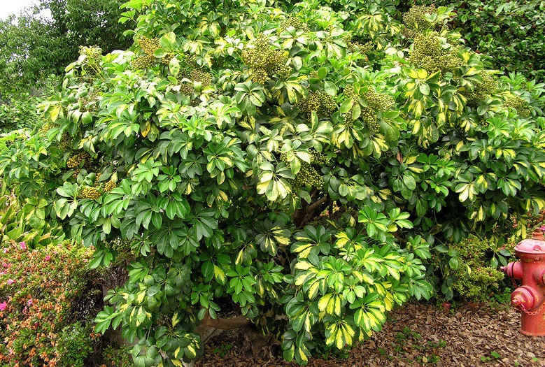 Tổng hợp các loại cây cảnh chịu nắng cực tốt tong-hop-cac-loai-cay-canh-chiu-nang-cuc-tot-7.jpg