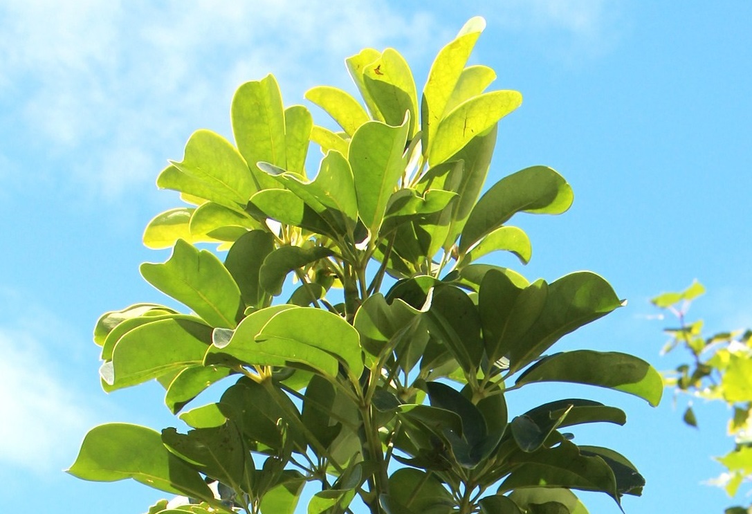 Tổng hợp các loại cây cảnh chịu nắng cực tốtTổng hợp các loại cây cảnh chịu nắng cực tốt tong-hop-cac-loai-cay-canh-chiu-nang-cuc-tot-8.jpg