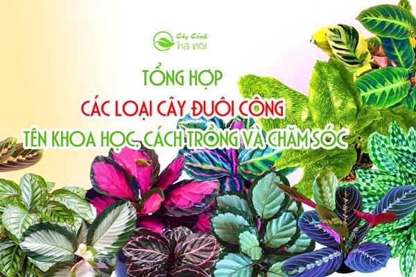 Tổng hợp các loại Cây Đuôi Công