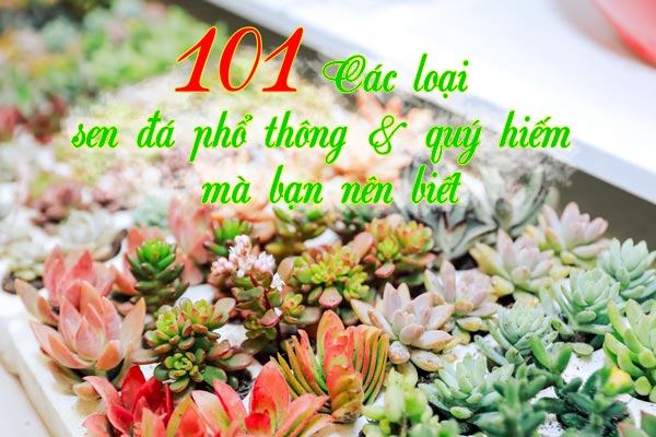 Tổng hợp các loại sen đá phổ thông & quý hiếm bạn nên biết