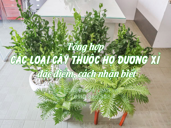 Các loại dương xỉ đẹp