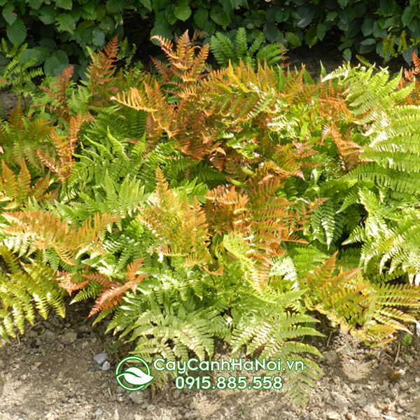 Dương xỉ mùa thu Autumn Fern (Dryopteris Erythrosora)