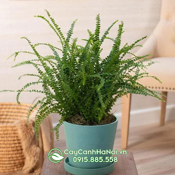 Lemon Button Fern (Nephrolepis Cordifolia ‘Duffii’)