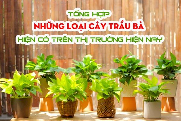 Tổng hợp những loài cây trầu bà hiện có trên thị trường