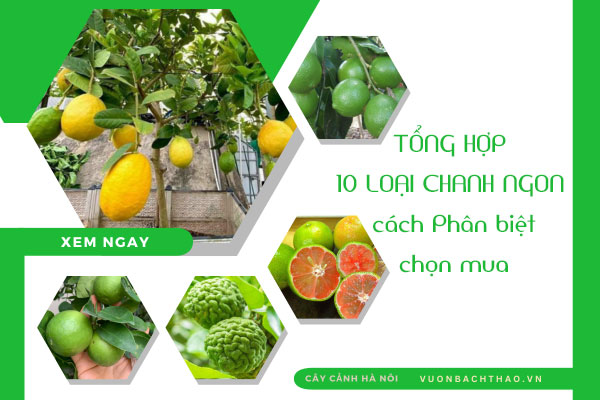 TỔNG HỢP CÁC LOẠI CHANH NGON cách Phân biệt và chọn mua