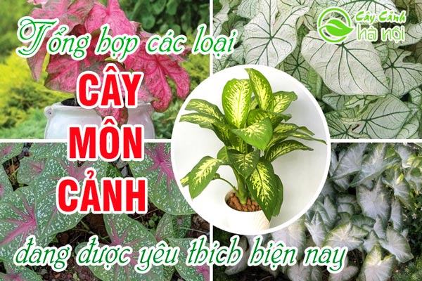 Tổng hợp các loài môn cảnh