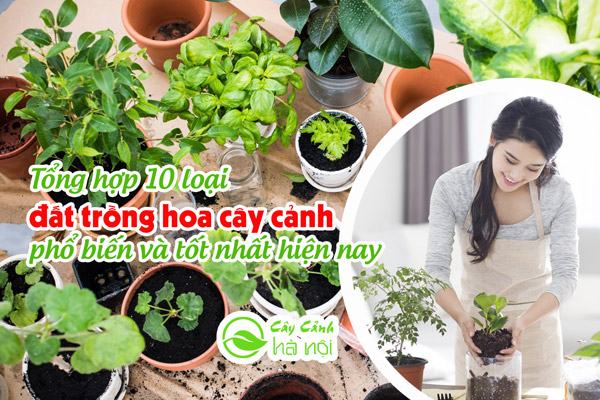 Tổng hợp những loại đất trồng hoa cây cảnh tốt nhất hiện nay