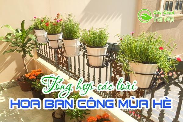 Tổng hợp những loài hoa ban công màu hè