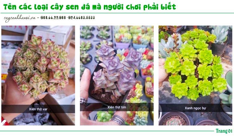 Tổng hợp tên các loài sen đá trang 1