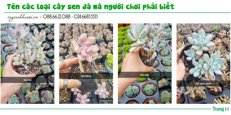 Tổng hợp tên các loài sen đá trang 11