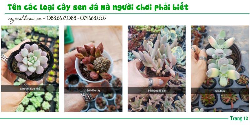 Tổng hợp tên các loài sen đá trang 12