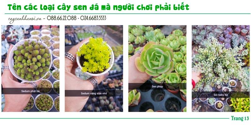 Tổng hợp tên các loài sen đá trang 13