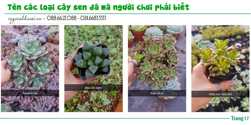 Tổng hợp tên các loài sen đá trang 17