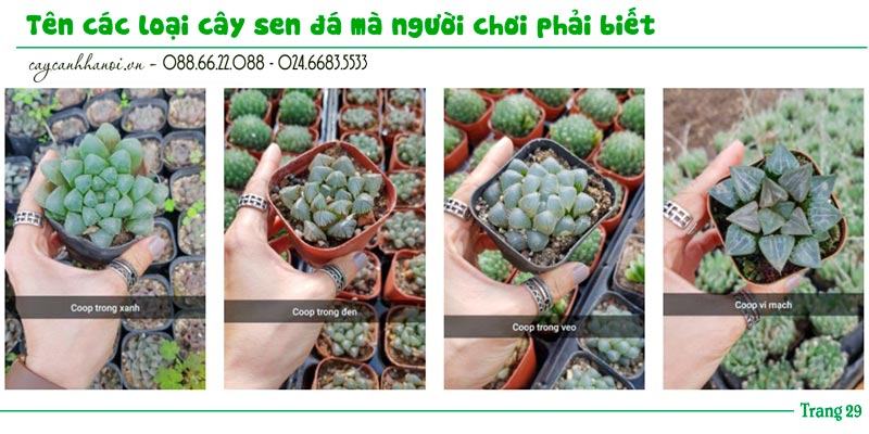 Tổng hợp tên các loài sen đá trang 29