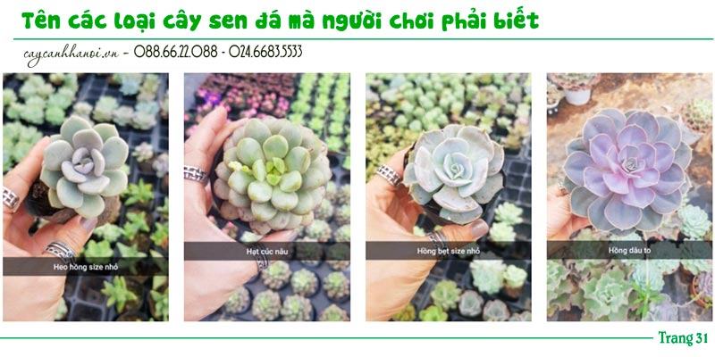 Tổng hợp tên các loài sen đá trang 31