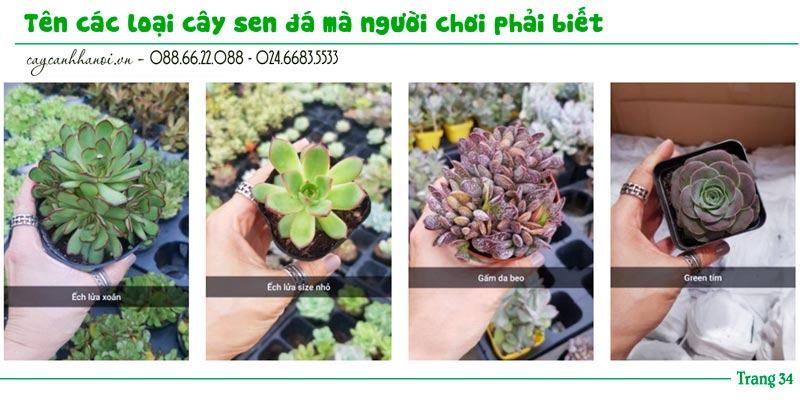 Tổng hợp tên các loài sen đá trang 34