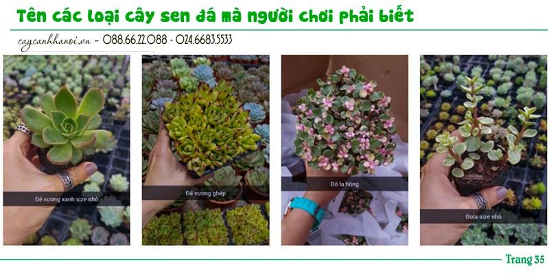 Tổng hợp tên các loài sen đá trang 35