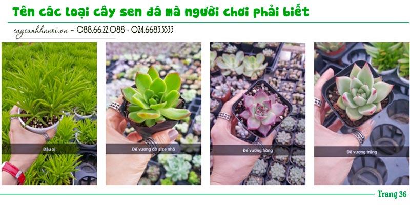 Tổng hợp tên các loài sen đá trang 36