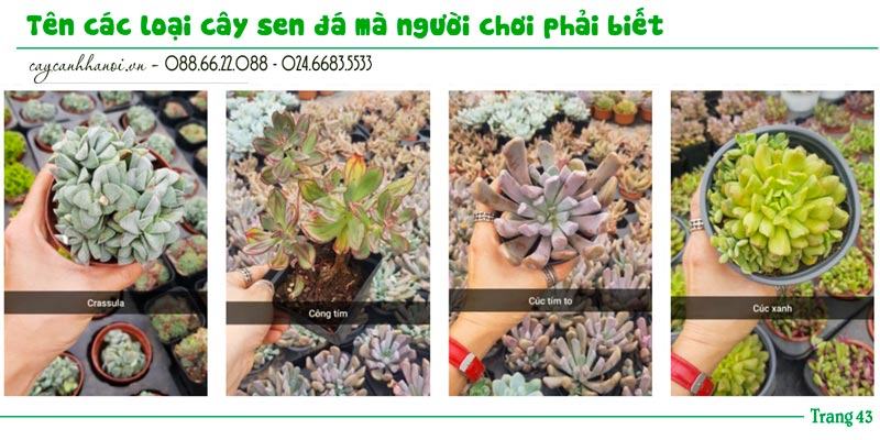 Tổng hợp tên các loài sen đá trang 43