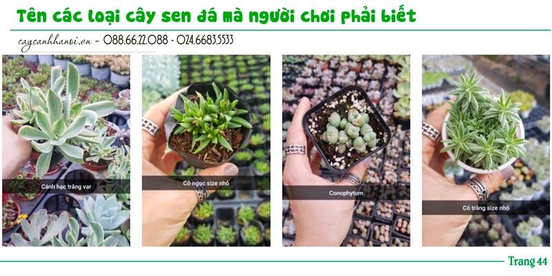 Tổng hợp tên các loài sen đá trang 44