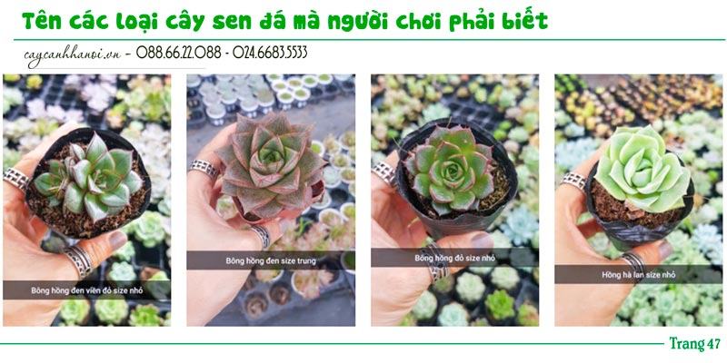 Tổng hợp tên các loài sen đá trang 47