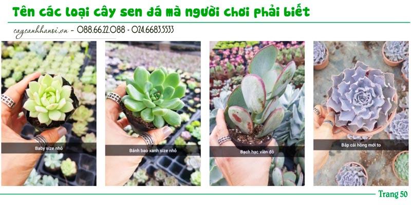 Tổng hợp tên các loài sen đá trang 50