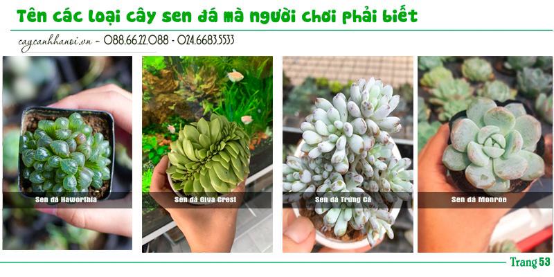 Tổng hợp tên các loài sen đá trang 53