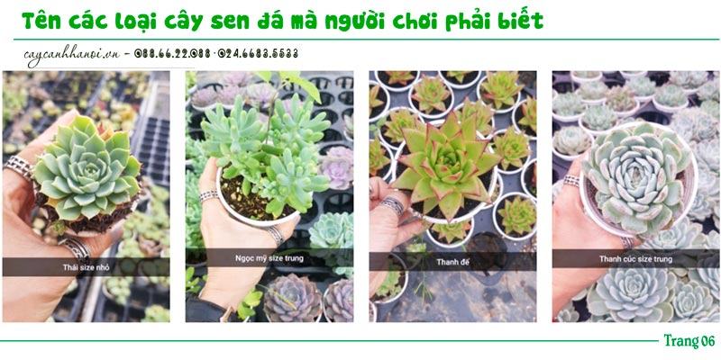 Tổng hợp tên các loài sen đá trang 6