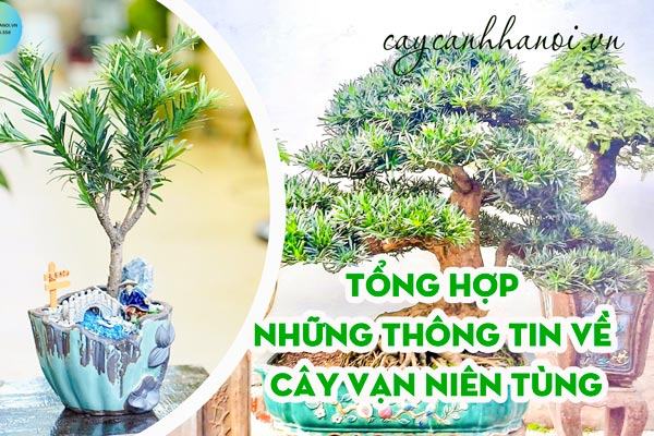 Tổng hợp những thông tin về vạn niên tùng