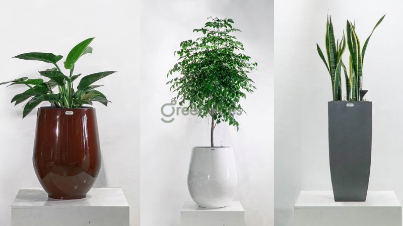 Top 10+ cây cảnh phong thủy mệnh Kim rước may mắn, tài lộc
