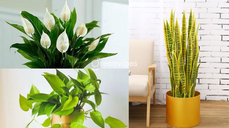 Top 10+ cây để bàn làm việc hợp mệnh Kim hút tài lộc, may mắn