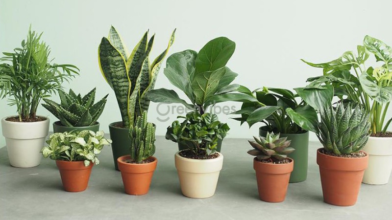 Top 10+ cây để bàn làm việc hợp mệnh Thổ thu hút tài lộc