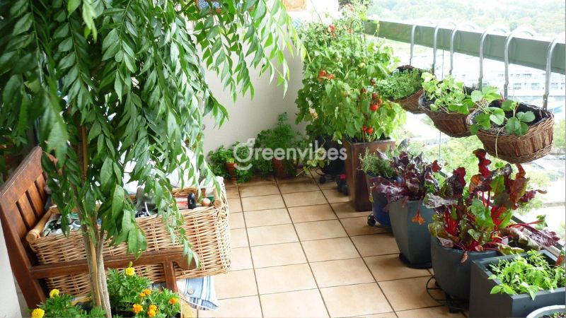 Top 10 cây trồng ban công hướng Tây chịu nắng, dẽ trồng