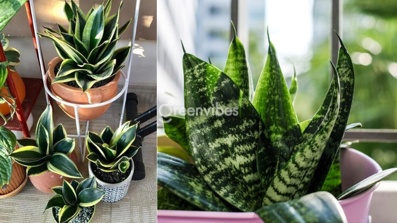 Top 11+ cây cảnh để bàn tốt cho sức khỏe nên trồng nhất