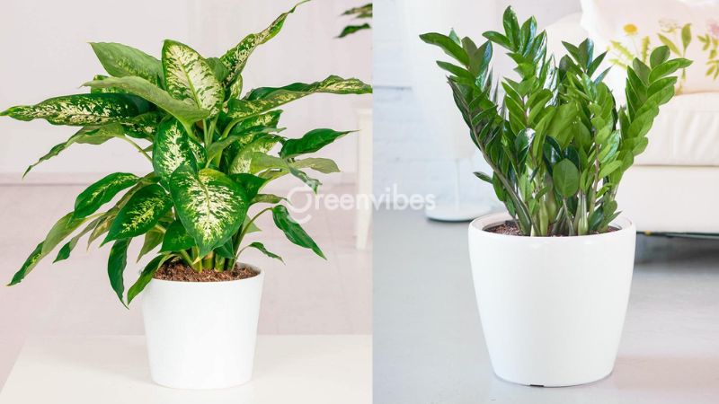 Top 11+ cây cảnh trong nhà hợp mệnh Kim may mắn, hút tài lộc