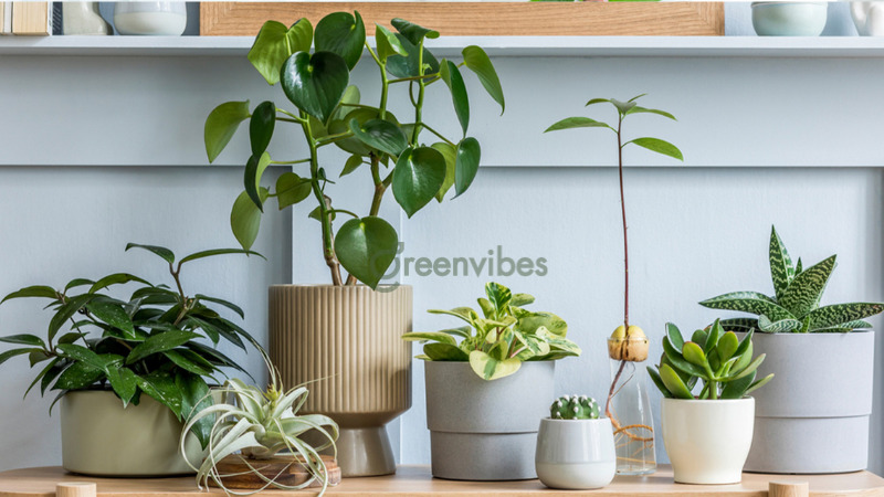 Top 12+ cây cảnh trong nhà hợp mệnh Mộc tăng vượng khí tài lộc