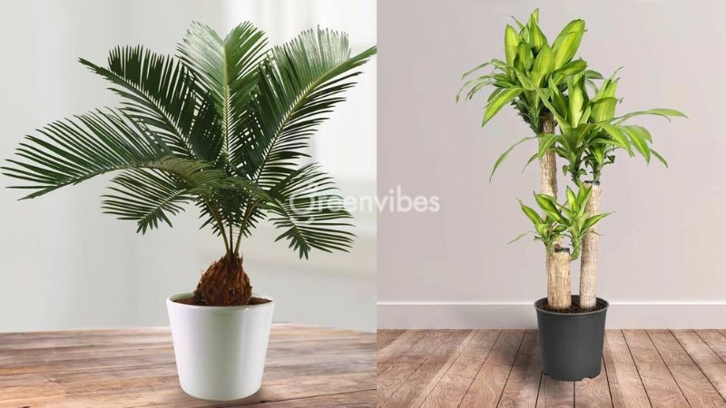 Top 12 loại cây cảnh trong nhà có độc cần lưu ý kỹ trước khi trồng