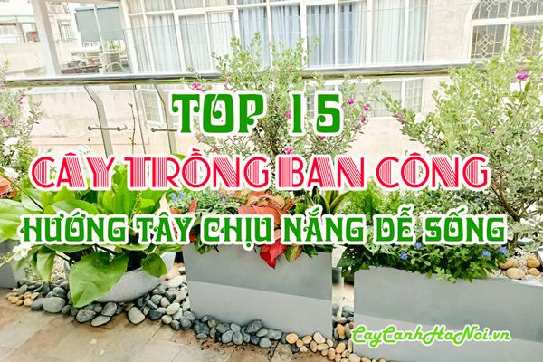 Top 15 cây trồng ban công hướng Tây chịu nắng dễ sống