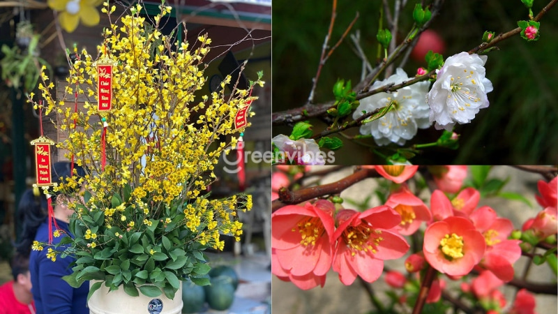 Top 5 cây mai đẹp nhất thế giới siêu đẹp hiện nay