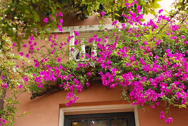 Top 5 cây trồng ban công chống nắng tốt nhất - cây hoa giấy top-5-cay-trong-ban-cong-chong-nang-tot-nhat-1.jpg