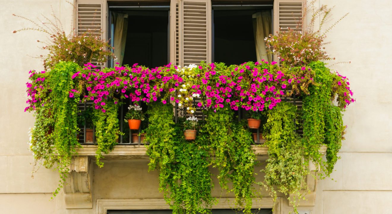 Top 5 cây trồng ban công chống nắng tốt nhất - hoa triệu chuông top-5-cay-trong-ban-cong-chong-nang-tot-nhat-2.1.jpg