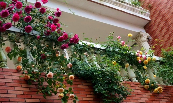 Top 5 cây trồng ban công chống nắng tốt nhất - hoa hồng leo top-5-cay-trong-ban-cong-chong-nang-tot-nhat-3.1.jpg