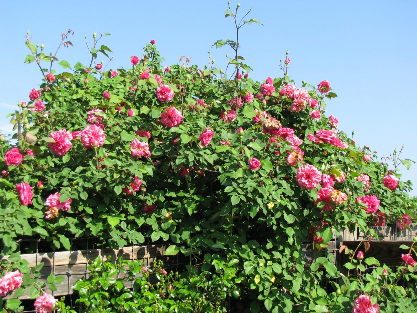 Top 5 cây trồng ban công chống nắng tốt nhất - hoa hồng leo top-5-cay-trong-ban-cong-chong-nang-tot-nhat-3.jpg